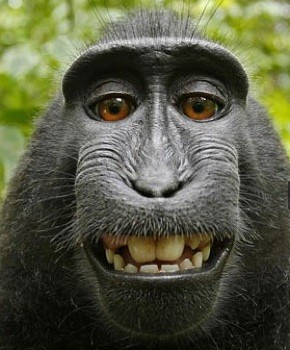 macaque self portrait