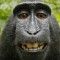 Macaque monkey self portrait