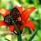 Butterfly in Western Wood Lily