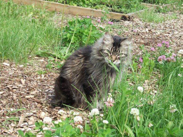 RIP Garden Cat Wicket