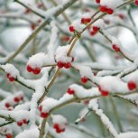 Berries in the snow